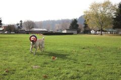 Chuckit! Fetch Wheel Oyun Halkası
