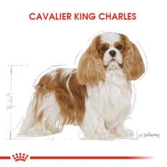 Royal Canin Cavalier King Charles  Yetişkin Köpek Maması 3 kg