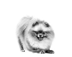 Royal Canin Pomeranian Yetişkin Köpek Maması 3kg