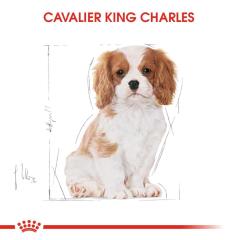 Royal Canin Cavalier King Charles Yavru köpek Maması 1,5 kg