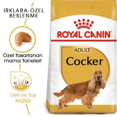 Royal Canin Cocker Yetişkin Köpek Maması 3 kg