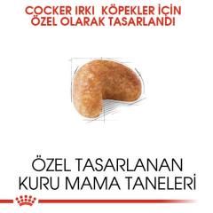 Royal Canin Cocker Yetişkin Köpek Maması 3 kg