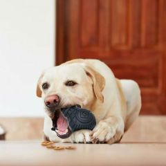 Ampul Şekilli Kauçuk Diş Kaşıyıcılı Köpek Oyuncağı