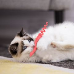 Gigwi Catnipli Fare Model Kedi Oyuncağı