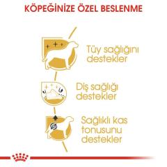Royal Canin Poodle Adult Köpek Maması 3 Kg